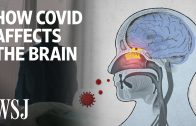 The Science Behind How the Coronavirus Affects the Brain | WSJ